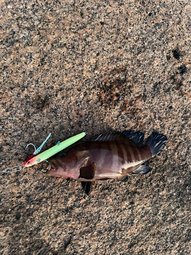 ヤミハタの釣果