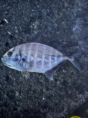 オキアジの釣果