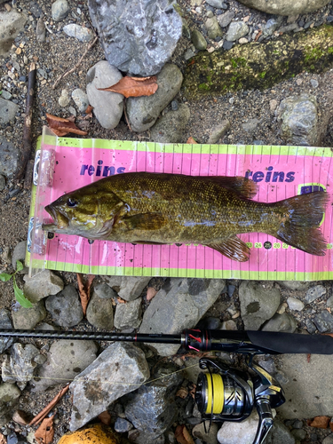 スモールマウスバスの釣果