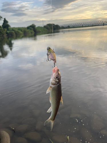 ニゴイの釣果