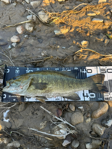 スモールマウスバスの釣果