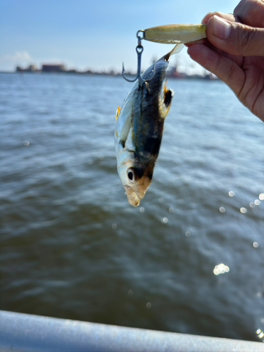 ヒイラギの釣果