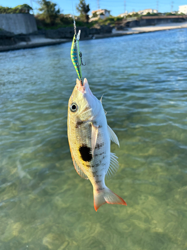 ムルーの釣果