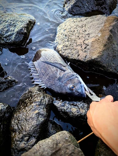 クロダイの釣果