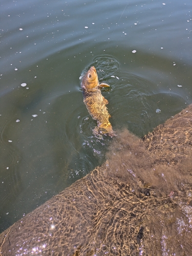 コイの釣果