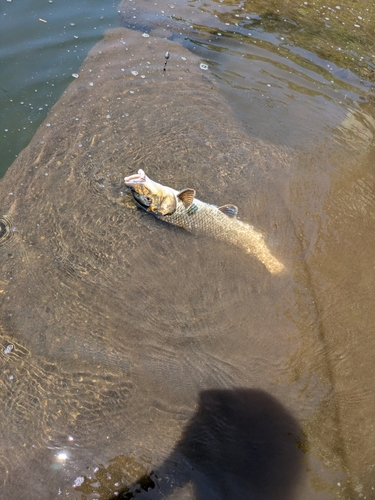 ニゴイの釣果