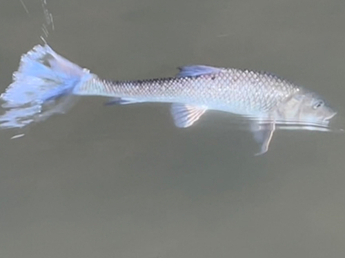 ニゴイの釣果