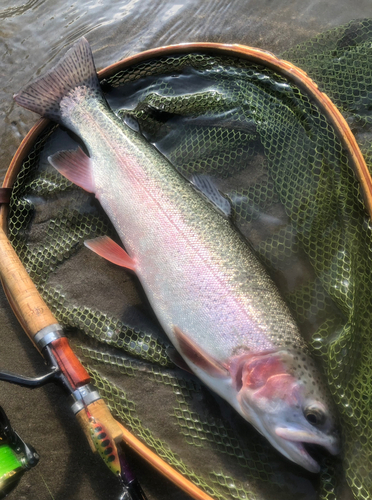 ニジマスの釣果