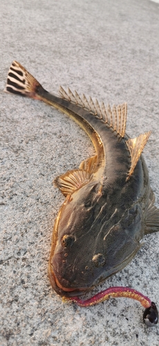 マゴチの釣果