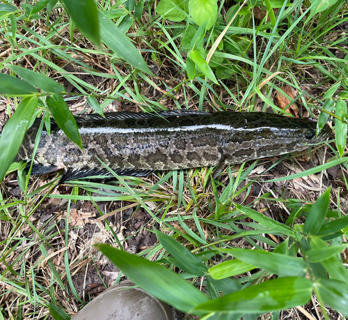 ライギョの釣果