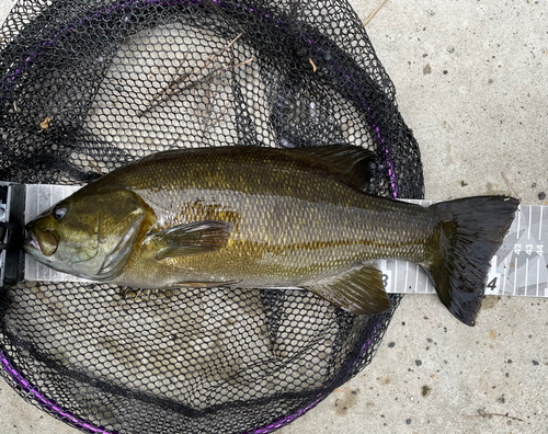 スモールマウスバスの釣果