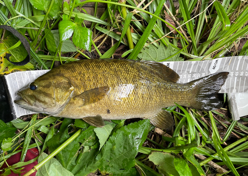 スモールマウスバスの釣果