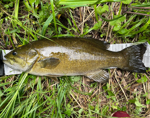 スモールマウスバスの釣果