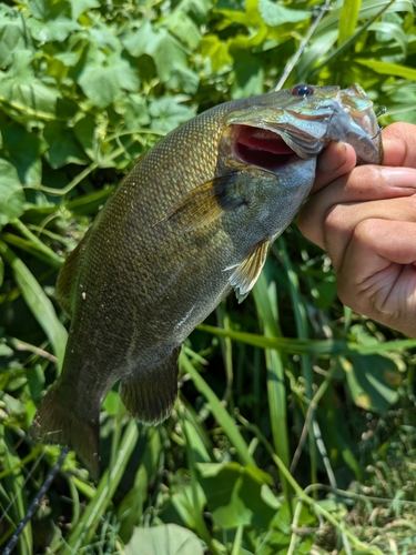 スモールマウスバスの釣果