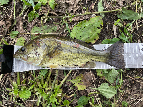 ラージマウスバスの釣果