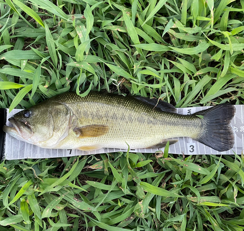 ラージマウスバスの釣果