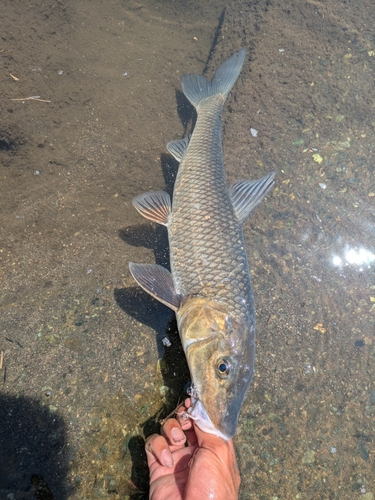 ニゴイの釣果