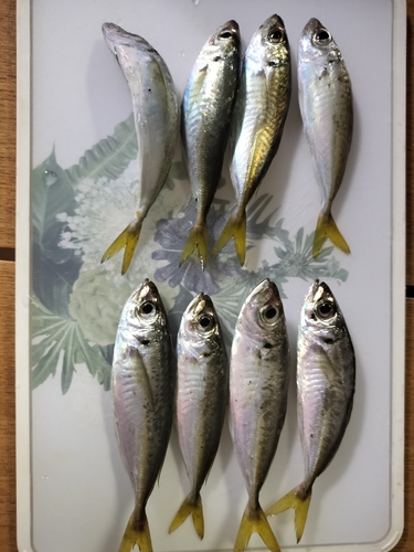 アジの釣果