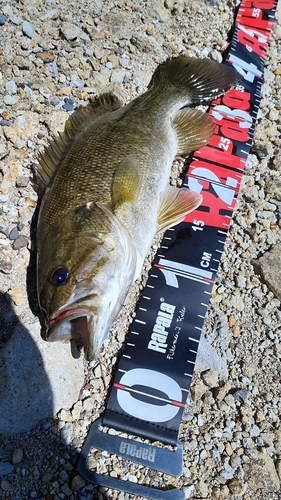 スモールマウスバスの釣果