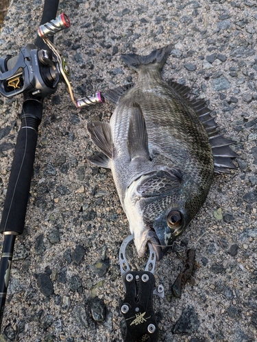 チヌの釣果