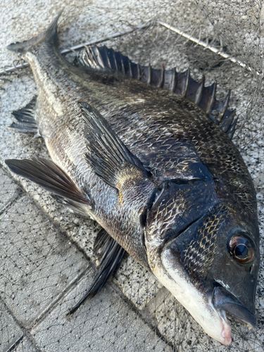 チヌの釣果