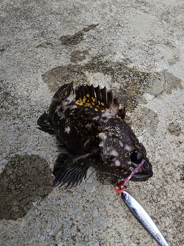 オウゴンムラソイの釣果