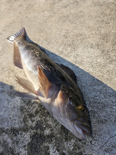 アイナメの釣果