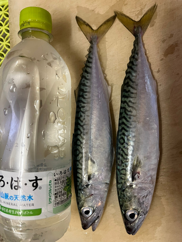 サバの釣果