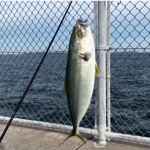 ワカシの釣果