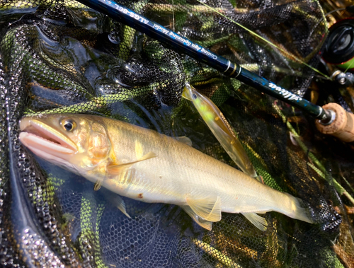 アユの釣果