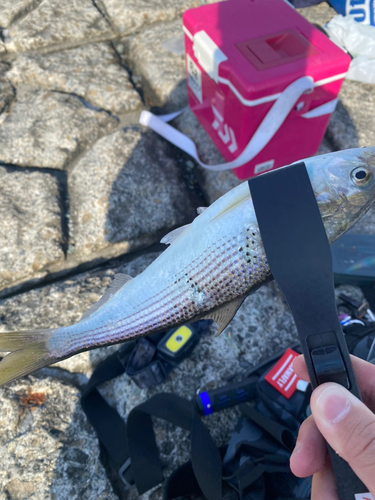 コノシロの釣果