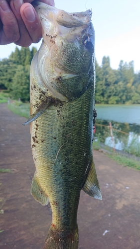 ラージマウスバスの釣果