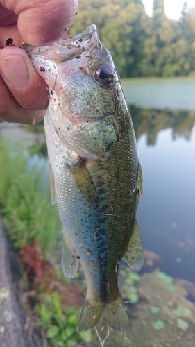 ラージマウスバスの釣果