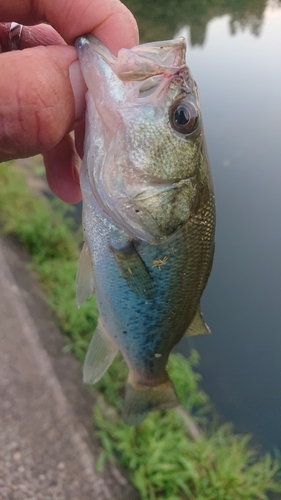 ラージマウスバスの釣果