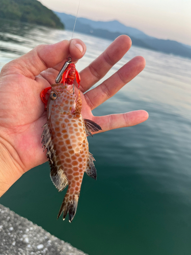 オオモンハタの釣果