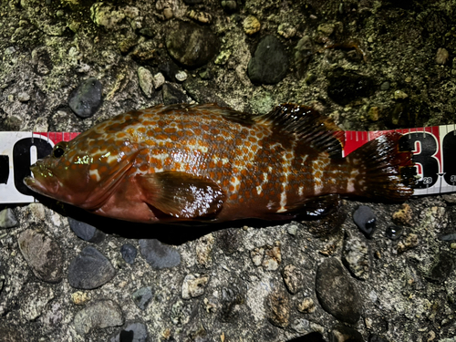 キジハタの釣果