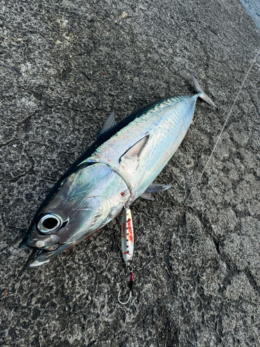 ソウダガツオの釣果