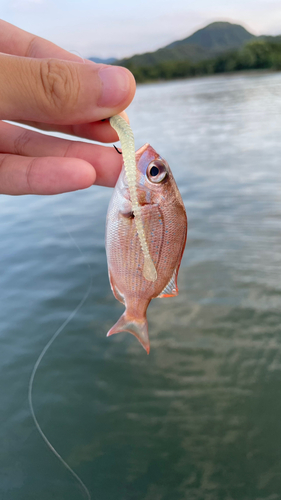 チャリコの釣果