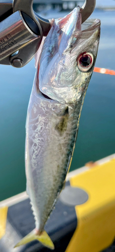 サバの釣果