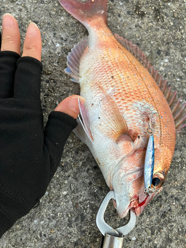 マダイの釣果