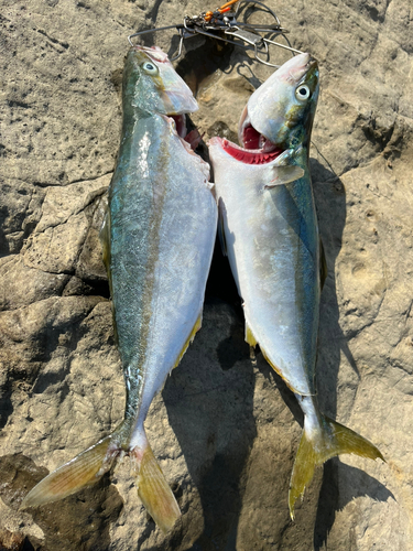 ワカシの釣果