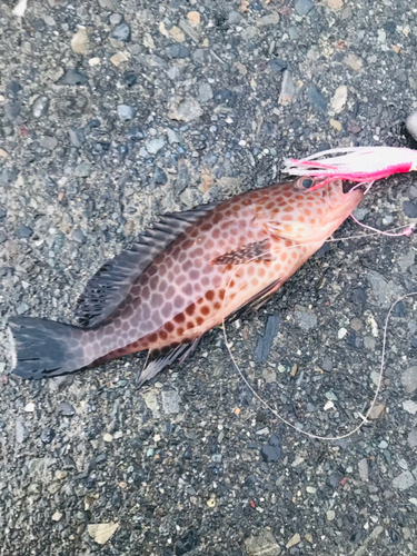 オオモンハタの釣果