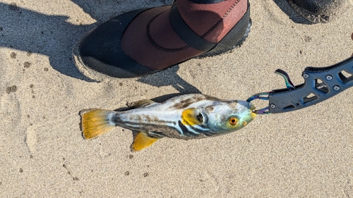 マゴチの釣果