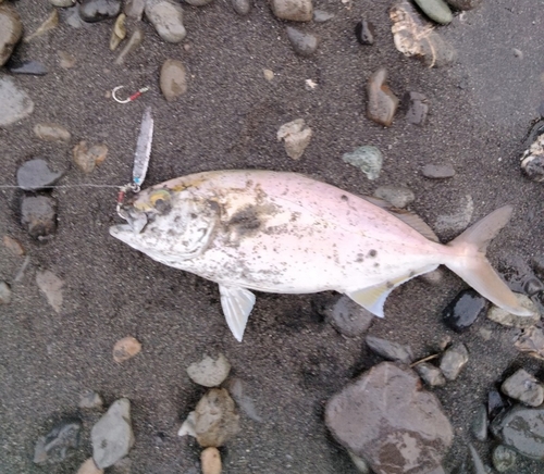 ショゴの釣果