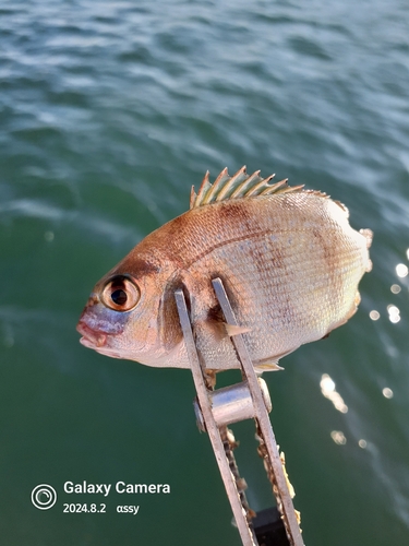 メイチダイの釣果