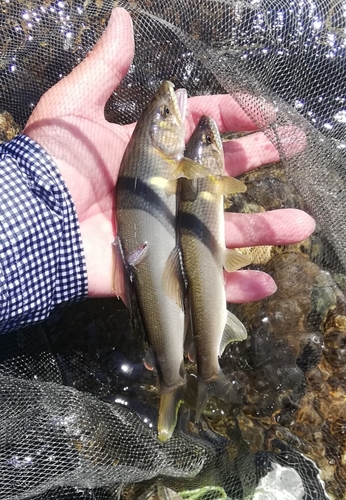 アユの釣果