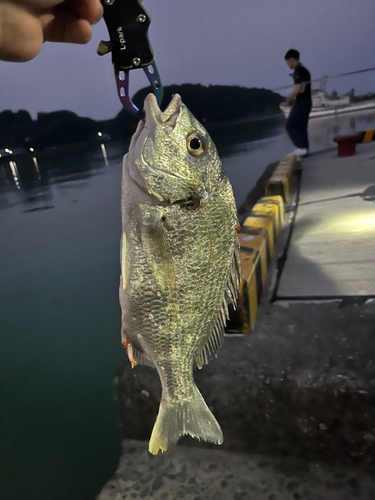 キビレの釣果