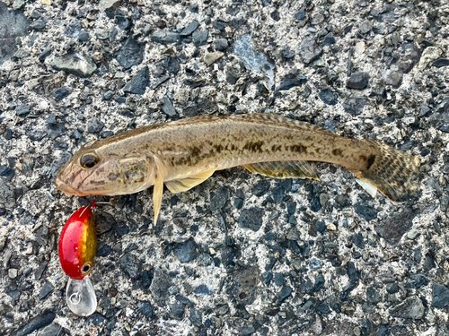 マハゼの釣果