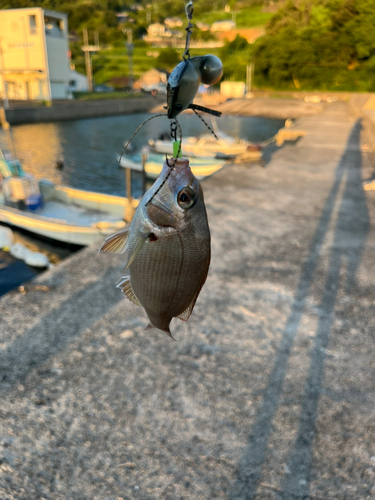 チャリコの釣果