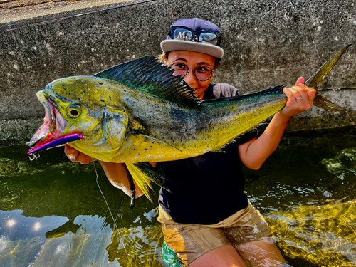 シイラの釣果